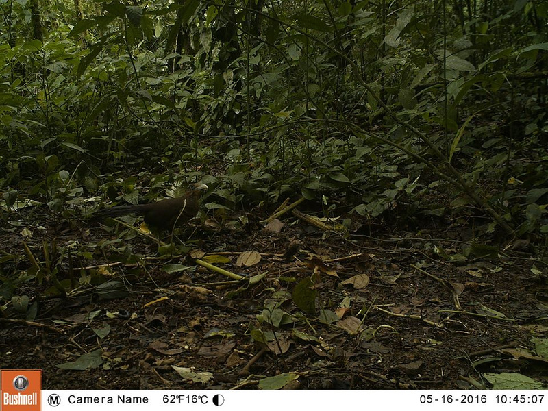 De viaje perdida Es del Caribe