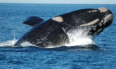 Científicos embarcados en el Arctic Sunrise advierten del posible colapso del glaciar Pertermann