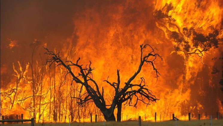 APP contra los incendios forestales
