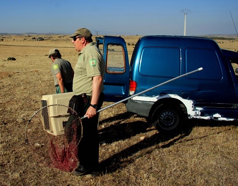 Recogidos dos nuevos buitres bajo el tendido eléctrico que abastece de energía al centro de tratamiento de residuos de Ávila-Norte