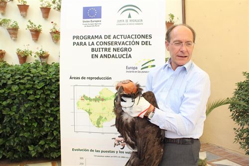 El buitre negro logra la mayor tasa de reproducción en Andalucía tras el inicio del programa de conservación
