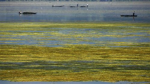 Un cuarto de las algas de aguas templadas