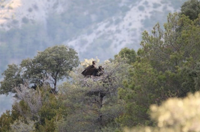 La colonia de buitre negro pirenaica llega a los 14 nidos tras un siglo desaparecida