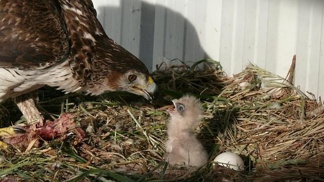 El águila de Bonelli cría por primera vez en Mallorca