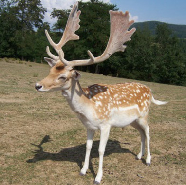 El oído interno de los ciervos arroja luz sobre su origen