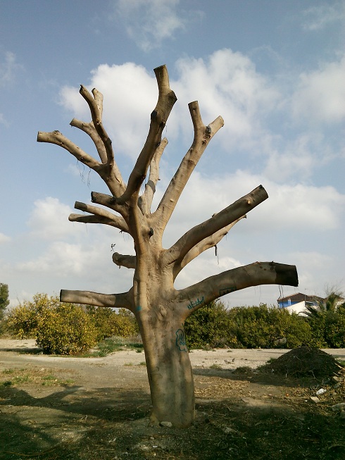 Poda salvaje y desproporcionada de 2 de los 5 árboles protegidos por el Plan General de Alcantarilla (Murcia).