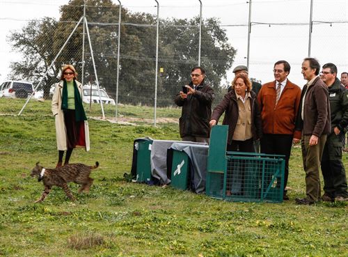 Sueltan tres linces en los Montes de Toledo