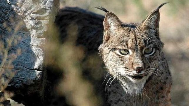 La muerte del lince Kenitra se ha producido en una finca de caza propiedad de la familia Botín
