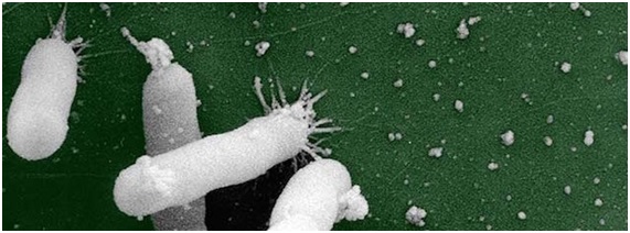 Ebola de los Olivos ya llegó a España