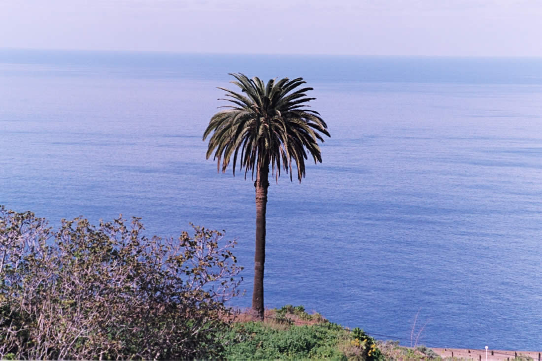 Un estudio refleja que la palmera canaria es uno de los árboles menos eficientes en el secuestro de CO2