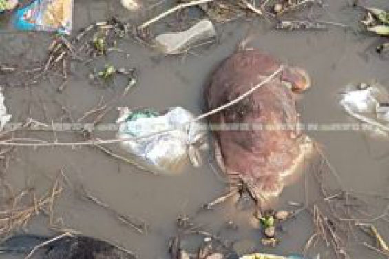 Matanza de perros en Villa Río Negro: por el momento no hay denuncias formales