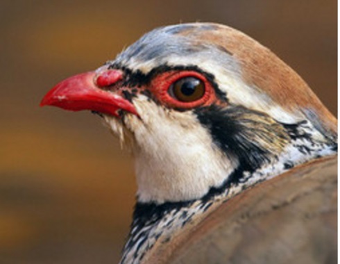De qué depende la coloración roja de las perdices