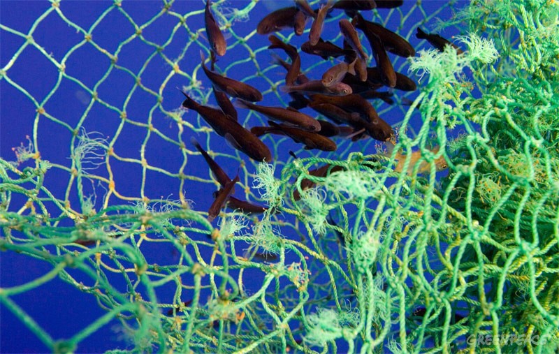 La UE fomenta la sobrepesca con el dinero de los contribuyentes