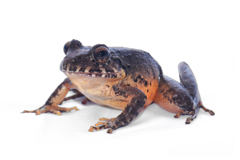 Costa Rica. Reaparece rana que había sido declarada extinta en el país