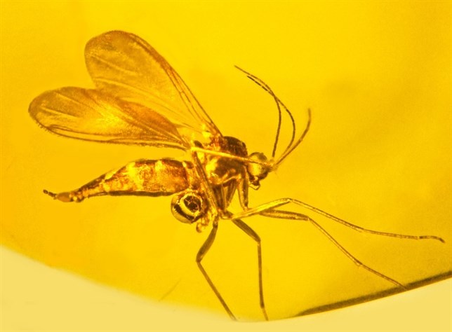 Evidencias fósiles de orquídeas con 50 millones de años