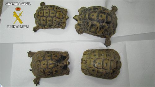 Incautan cuatro tortugas de una especie en peligro de extinción