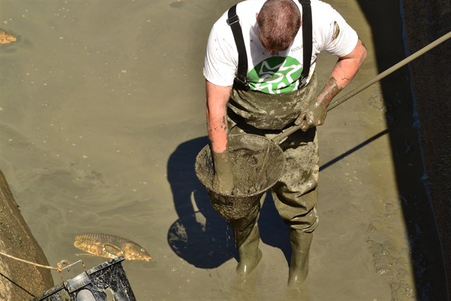 Verdemar insta a Junta a erradicar la población de carpas de San Roque (Cádiz)