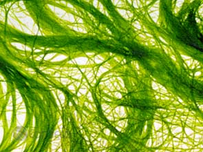 D.O.E. seeks small businesses’ green tech for $ 30 million grant