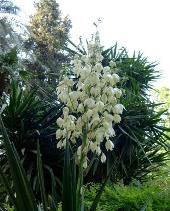 Zumaia lucha contra la erradicación de la planta invasora Yucca gloriosa