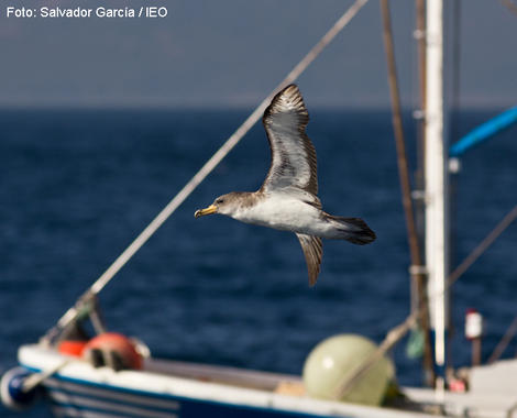 El problema de las capturas accidentales de pardela cenicienta