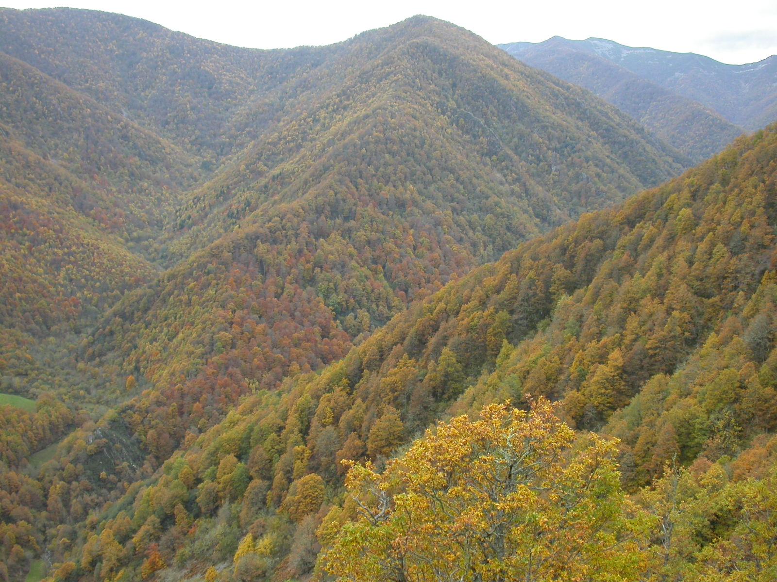 Asturias. En Fuentes de Narcea no escuchan las alegaciones ecologistas