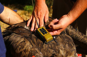 Experto en técnicas de seguimiento de avifauna con este curso de ISM