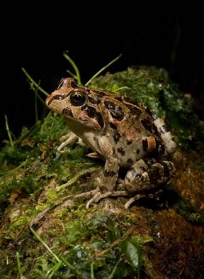 Doctorado en Medicina de Conservación