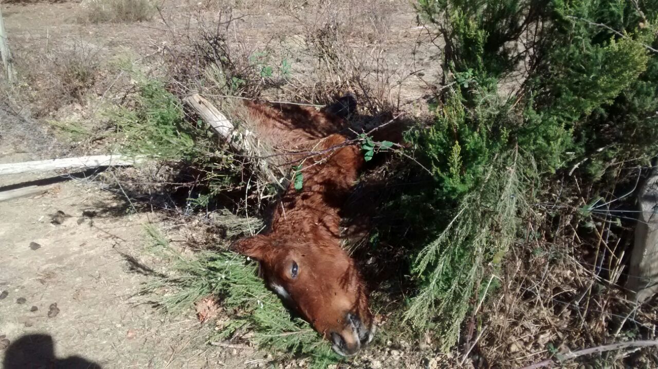 EQUO presenta una denuncia en el juzgado de guardia de Bilbao por maltrato animal