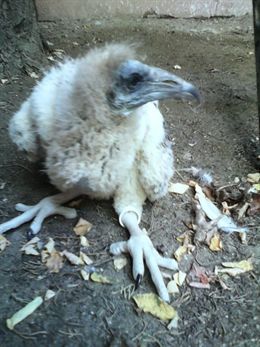 Se reproduce en el zoo de Jerez (Cádiz) la única pareja de alimoches que lo ha hecho en cautividad en España