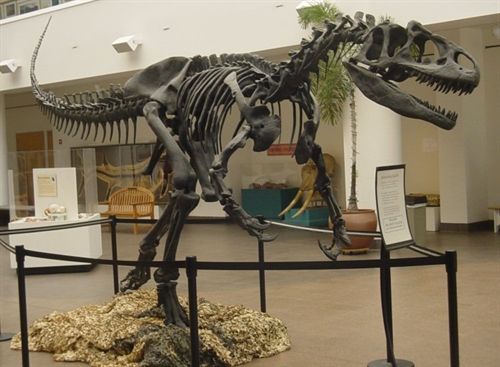 El allosaurus era un hábil cazador que se alimentaba más como halcón que como cocodrilo