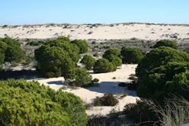 MAGRAMA autoriza la utilización del subsuelo de Doñana para la producción y almacenamiento de gas natural