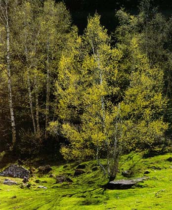 Se celebró Día del Árbol con la siembra de 2.500 especies