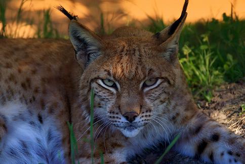 Andalucía acepta una herencia millonaria de una ciudadana española para la conservación del lince ibérico en Doñana