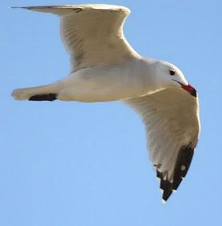 Marcan 60 gaviotas del Delta del Ebro con GPS para estudiar su comportamiento