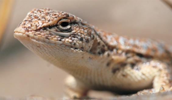 Buenos Aires declaró "monumento natural" a una especie de lagartija y otra de iguana