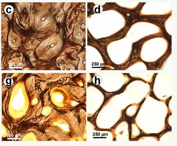 La nutrición afecta a la porosidad de la cuerna de ciervos