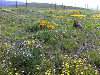 Los tiempos de floración cambian con la pérdida de especies