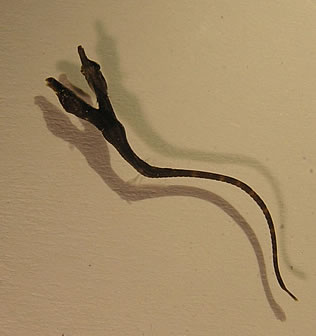 Nace en el Acuario de A Coruña un pez aguja con dos cabezas