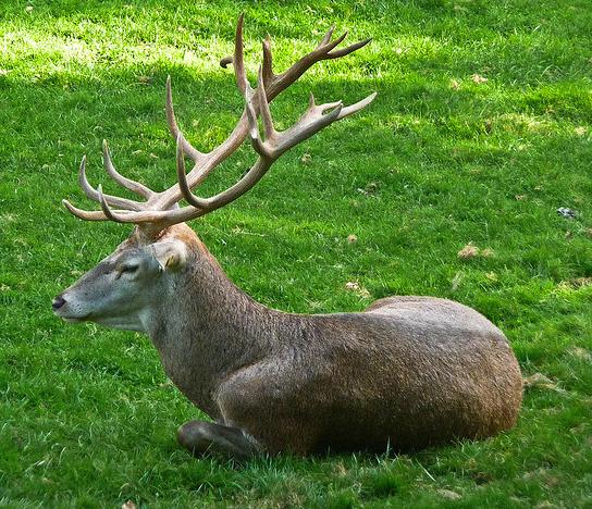 La Junta asegura que la bacteria que ha matado a 141 ciervos en Castilla y León no es de transmisión humana