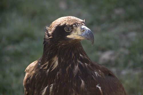 Aparece muerto un ejemplar de águila-azor perdicera