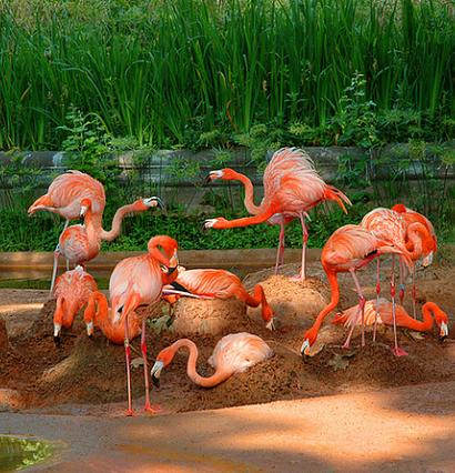 InfoZoos pide al Gobierno que especialice a inspectores y técnicos de Zoológicos para mejorar el bienestar animal