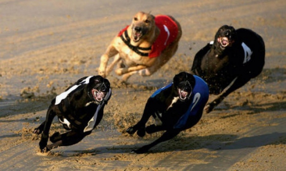 Ninguna carrera más de galgos en Luján