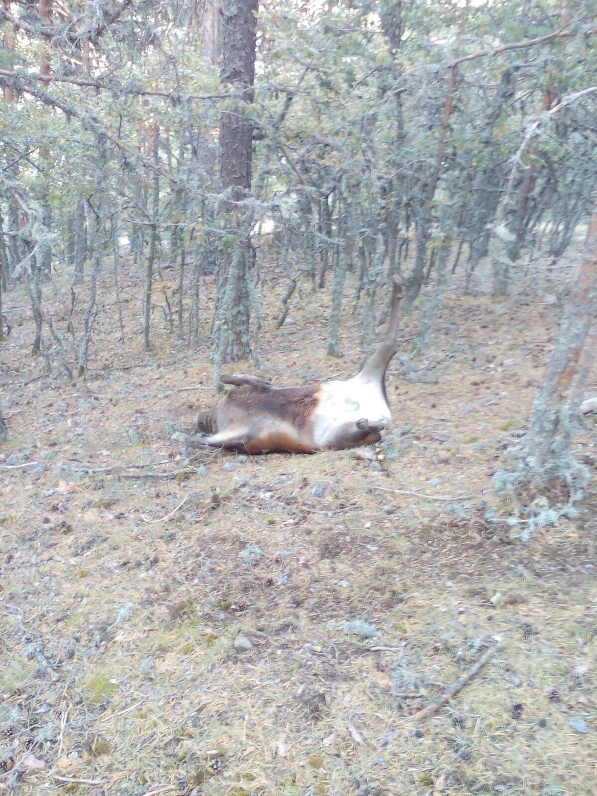 El Gobierno de Aragón refuerza la vigilancia en los Montes Universales