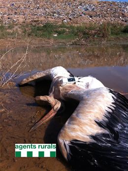 Localizan tres cigüeñas muertas de un estudio ornitológico alemán en el vertedero de Montoliu