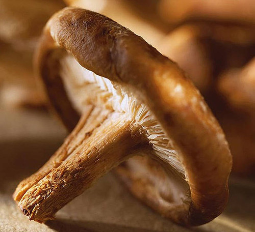 El ‘Instituto Europeo de Micología’ se ubicará en Castilla y León