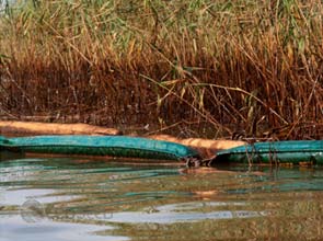 Scientists raise queries about Gulf oil left behind