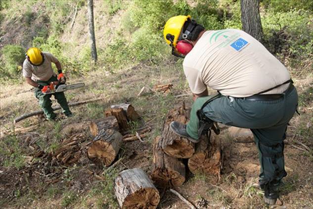 El Plan Forestal Andaluz es ‘papel mojado’