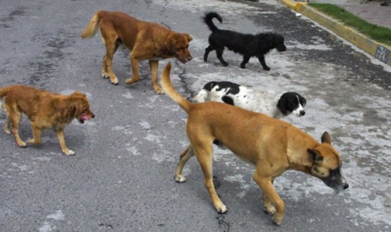 Argentina. Y si te bajaran los impuestos por adoptar un perro