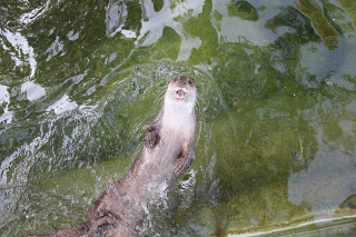 Las ONG piden participar en las Comisiones de Seguimiento de los Planes de Recuperación de Especies de la Región de Murcia