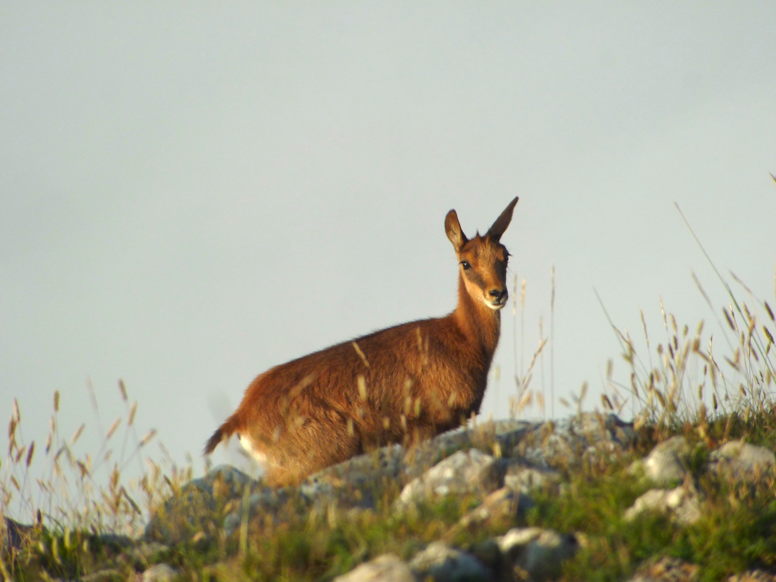 Asturias organiza batidas ilegales de rebecos hembras